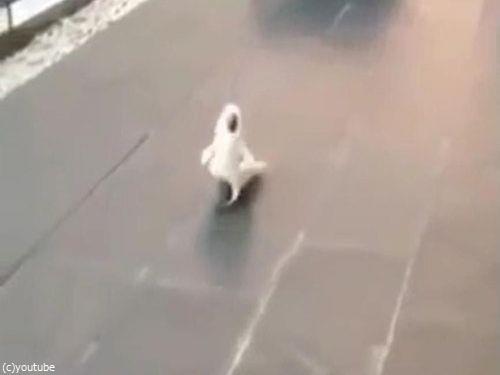 犬のように吠えるオウム01