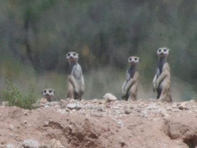 ミーアキャット