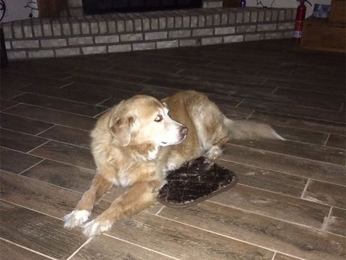 犬のベッドが小さい02