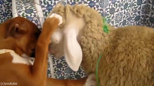 羊を愛してやまないボクサー犬の赤ちゃん03