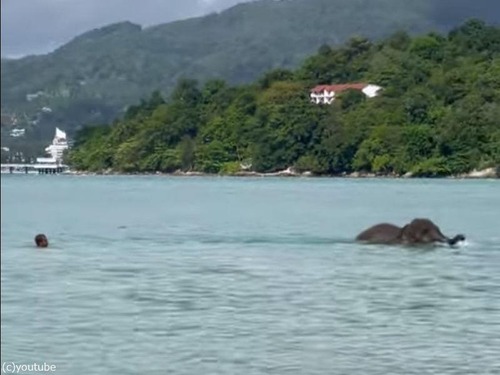 海に逃げるゾウ