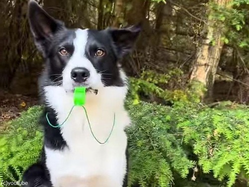 笛が上手な犬「スポーツコーチのトレーニング中!?」（動画）