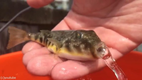 �ե������ܤ�Ǥ���ư�褬�����ˤʤ�05