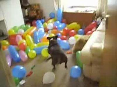 150個の風船をひたすら割り続ける犬