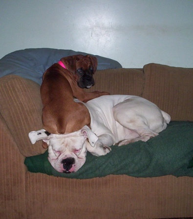 犬に踏まれた犬たち02