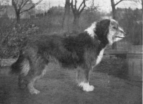 犬種は100年でこう変わった11