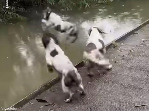泳ぎが得意な犬たちが次々に池に飛び込む…スプリンガー・スパニエル（動画）