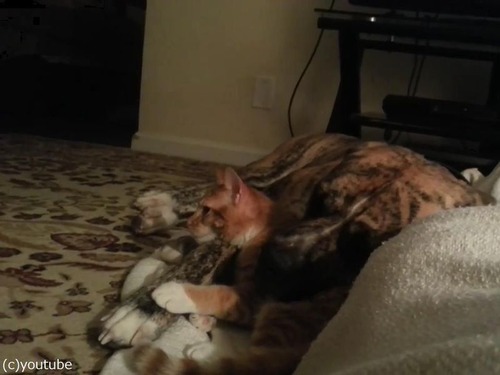 犬と猫が出会って2週間後08