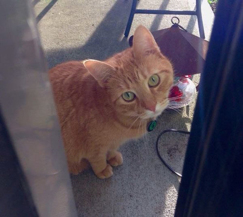 うちの猫じゃない22