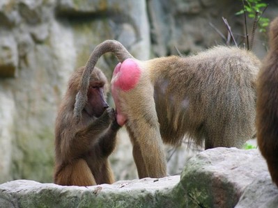 タマタマ見えてしまった動物の睾丸画像02
