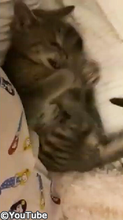 猫「おもちゃが……なくなっちゃったニャ02