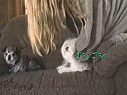 毛の長い犬をゴシゴシ00