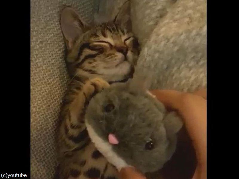 猫 大好きなハムスターのぬいぐるみを抱っこして眠る 動画 らばq