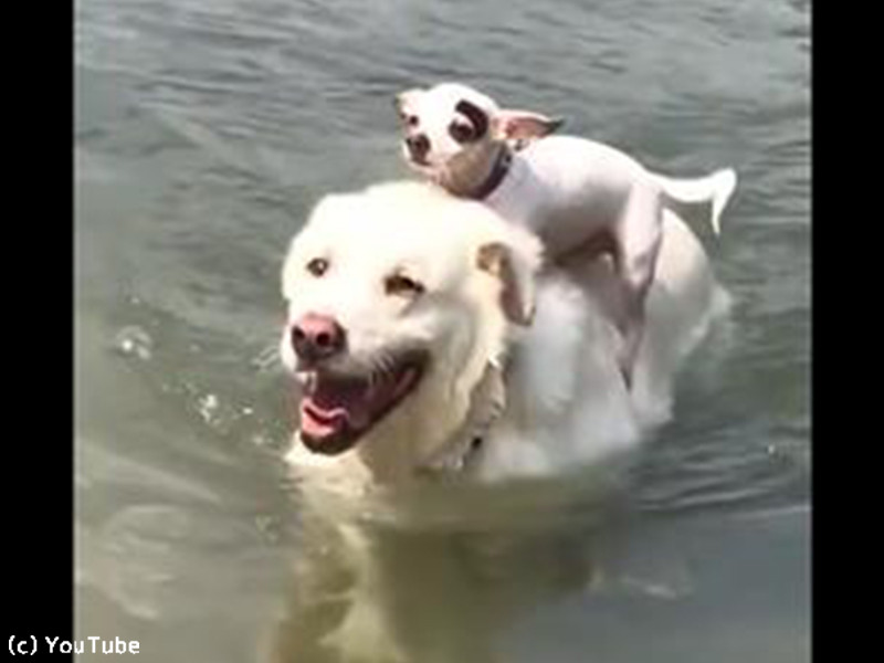 おんぶして泳ぐ犬たちの姿が かわいい 動画 らばq