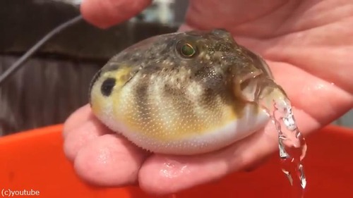 �ե������ܤ�Ǥ���ư�褬�����ˤʤ�02