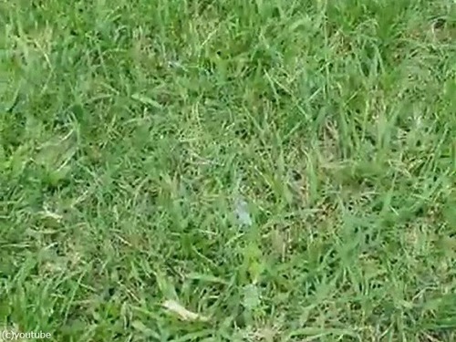 ��®�ǥܡ���򥭥�å����븤03