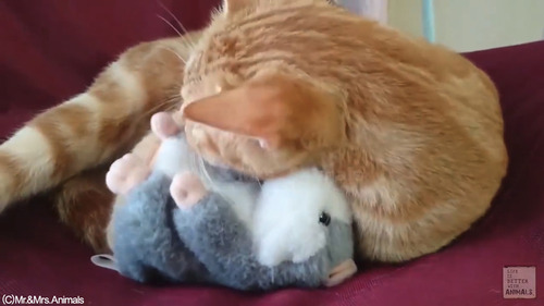 声真似おもちゃを猫に与えた結果03