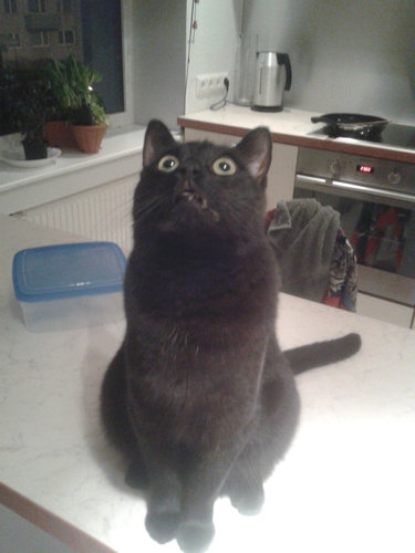 天井を見上げる猫01