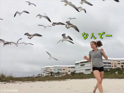 カモメの群れに追いかけられる女の子00