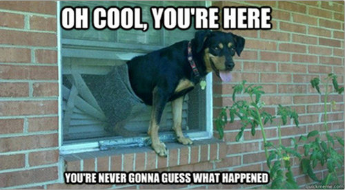 ペットがあなたの留守中にすること06