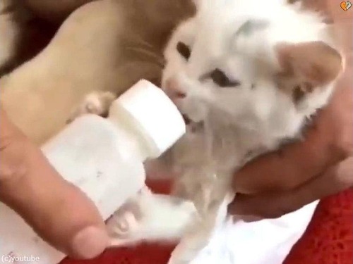 ゴールデンレトリバーが迷子の子猫を拾ってくる03