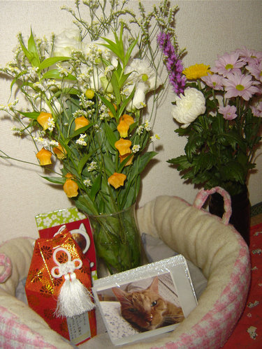 日本で猫の仏葬を体験した20