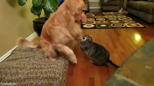 犬にハグする猫03