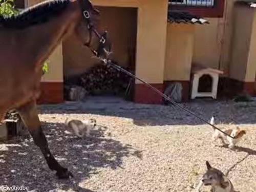 「体重差100倍!?」小型犬が大きな馬を引いてを散歩する（動画）