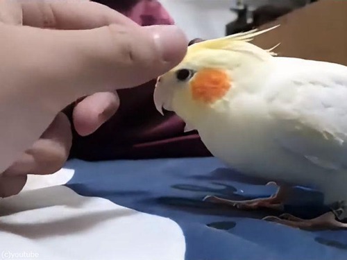 オカメインコ「頭をナデナデして！」キュートなおねだり（動画）