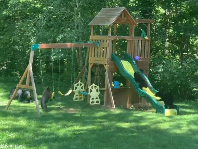 裏庭を眺めたら 遊具でクマの親子たちが遊んでいた 動画 らばq 裏庭を眺めたら 遊具でクマの親子たちが遊んでいた 動画 らばq