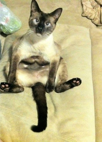 ưʪ�����Τ�����ʤ���08