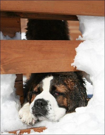達観したような渋い、風格のある動物10