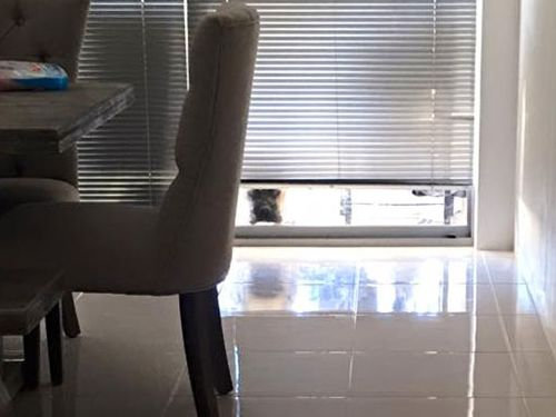 遠くからこっそり見る犬03