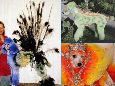 カラフルに染められた犬TOP