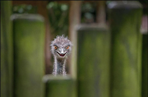 日本のロボットレストラン02