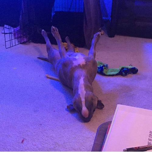 世界一奇妙な姿勢で寝る犬01