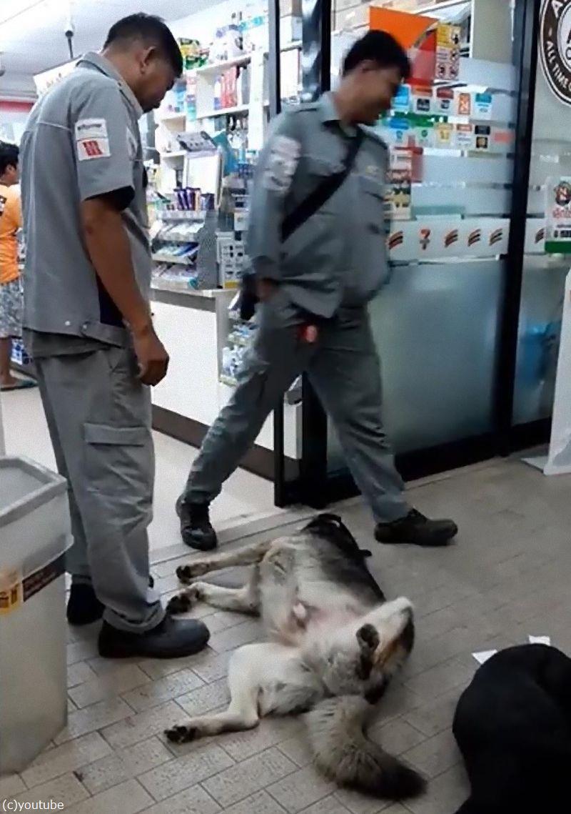 あのう 邪魔なので起きてもらえませんか コンビニの前で熟睡する犬 動画 らばq あのう 邪魔なので起きてもらえませんか コンビニの前で熟睡する犬 動画 らばq