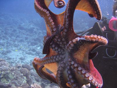 タコ