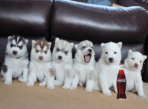 インク切れの子犬6匹02