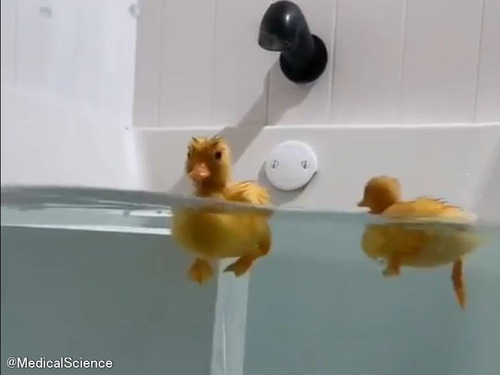 カモの赤ちゃんの足の動き