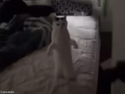 2本足で立つ猫が猛烈アピール「我を抱っこしたまえ！」（動画）