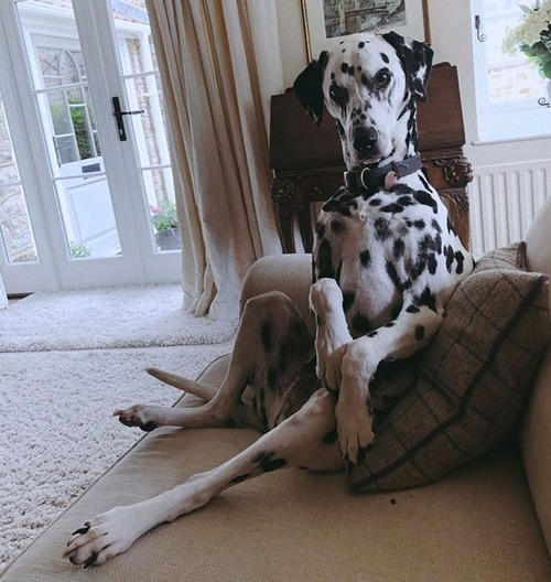 おしとやかに座る犬たち11