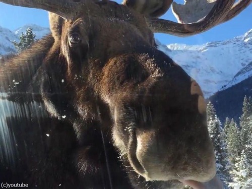 車をなめるヘラジカ03