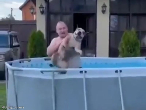 泳ぐのが大好きすぎる犬