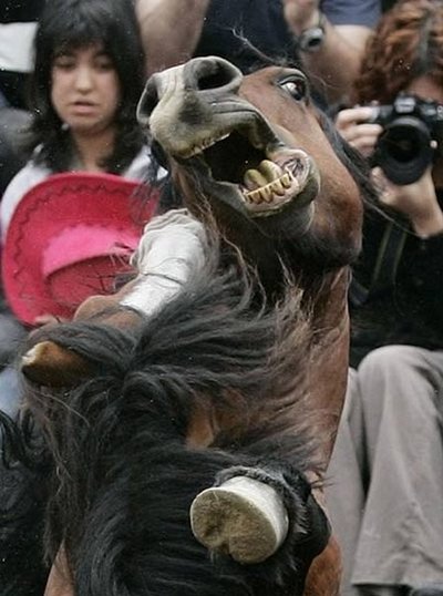 スペインの馬祭り05