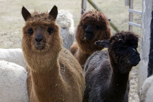 �ӻ�ˤʤ�ưʪ03