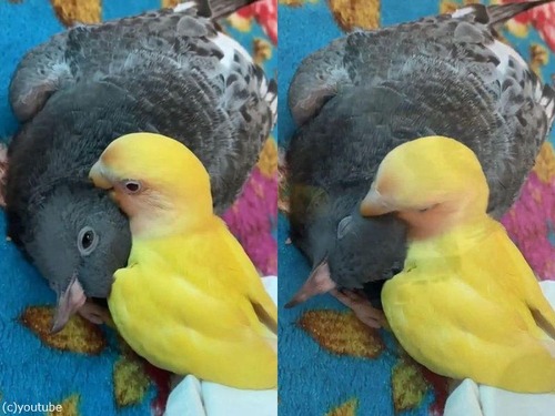 ���󥳤ȥϥȤ���ͧ01