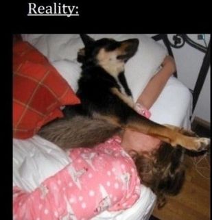 ペットと寝る理想と現実02