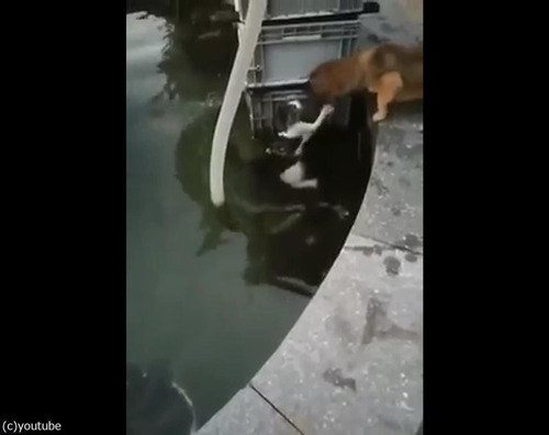 溺れている猫を救出する犬01