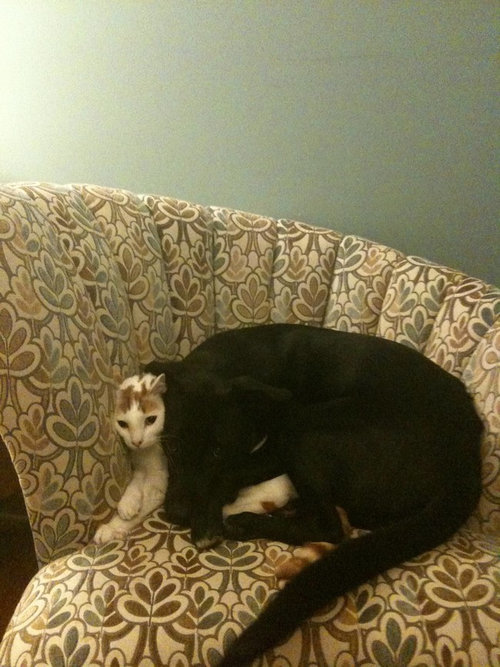 距離感が近い犬たち14